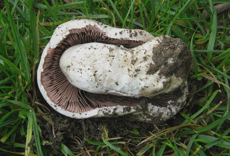 Agaricus da determinare.